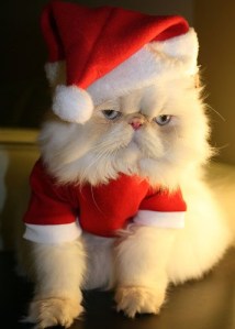 cat in Santa costume looking sour