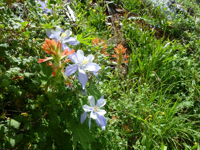 Columbine and Indian paintbrush